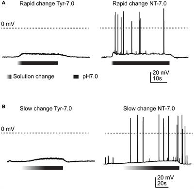 Changes in H+, K+, and Ca2+ Concentrations, as Observed in Seizures, Induce Action Potential Signaling in Cortical Neurons by a Mechanism That Depends Partially on Acid-Sensing Ion Channels